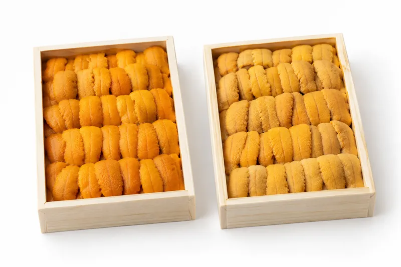 Fresh Japanese sea urchin